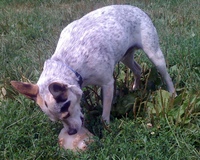 Buddy-with-doggy-popsicle